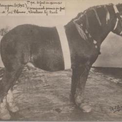 Robert de Baeygem