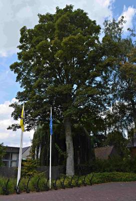 Monumentale opgaande esdoorn in het dorpscentrum van Machelen-aan-de-Leie