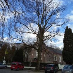 Vrijheidsbomen in de dorpskom van Deurle