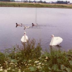 De Brielmeersen in de beginfase