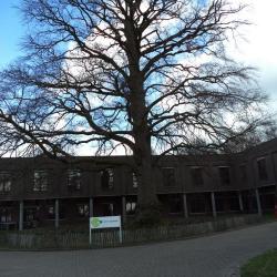 Oude boom op het domein Scheldevelde