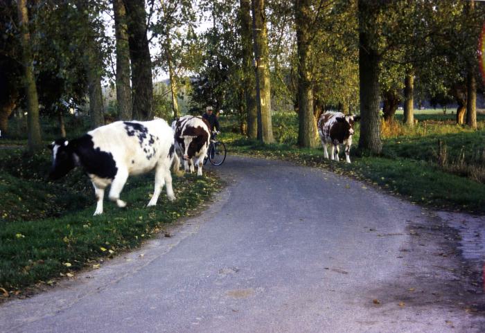 Koeien op stap