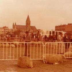 Schapenkeuring aan de Brielpoort 