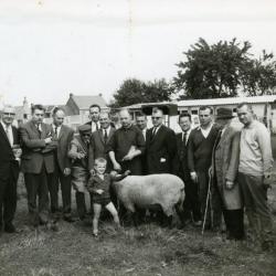 Provinciale schapenwedstrijd in Semmerzake