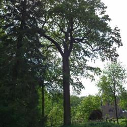 Monumentale zomereik in het kasteelpark van Ooidonk