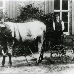 Viktor Biebuyck poseert met koe en ploeg