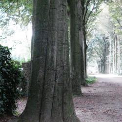 De bomen van de Rode Beukendreef