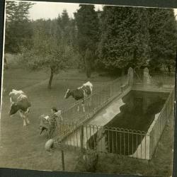Betsy de koe aan het zwembad