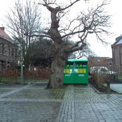 Oude kastanjeboom op het kerkplein van Wontergem