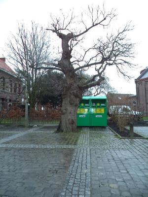 Oude kastanjeboom op het kerkplein van Wontergem