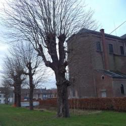 Gekandelaarde paardenkastanjes aan het Nazareths kerkhof